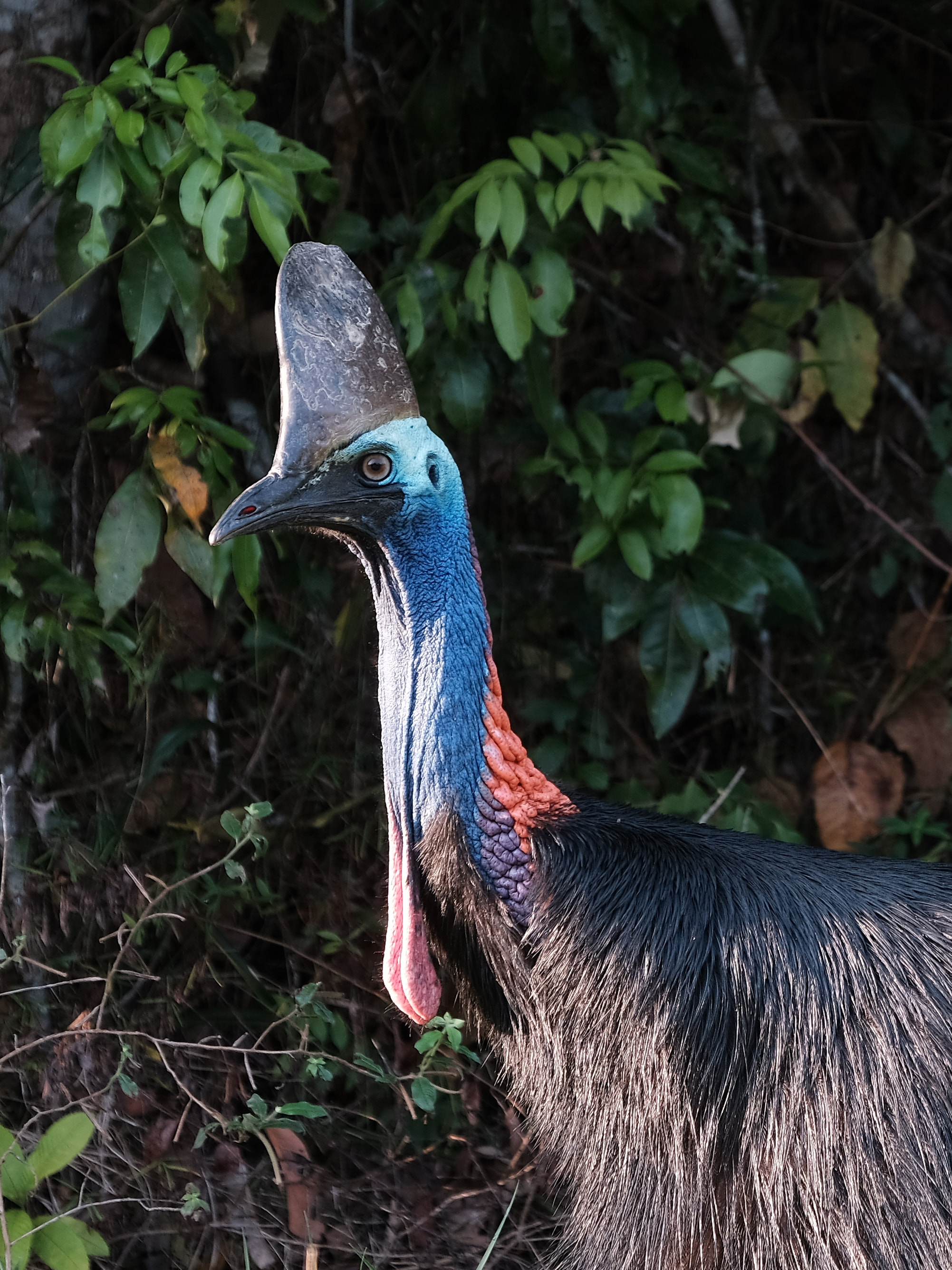 Cassowary in Queensland, Australia