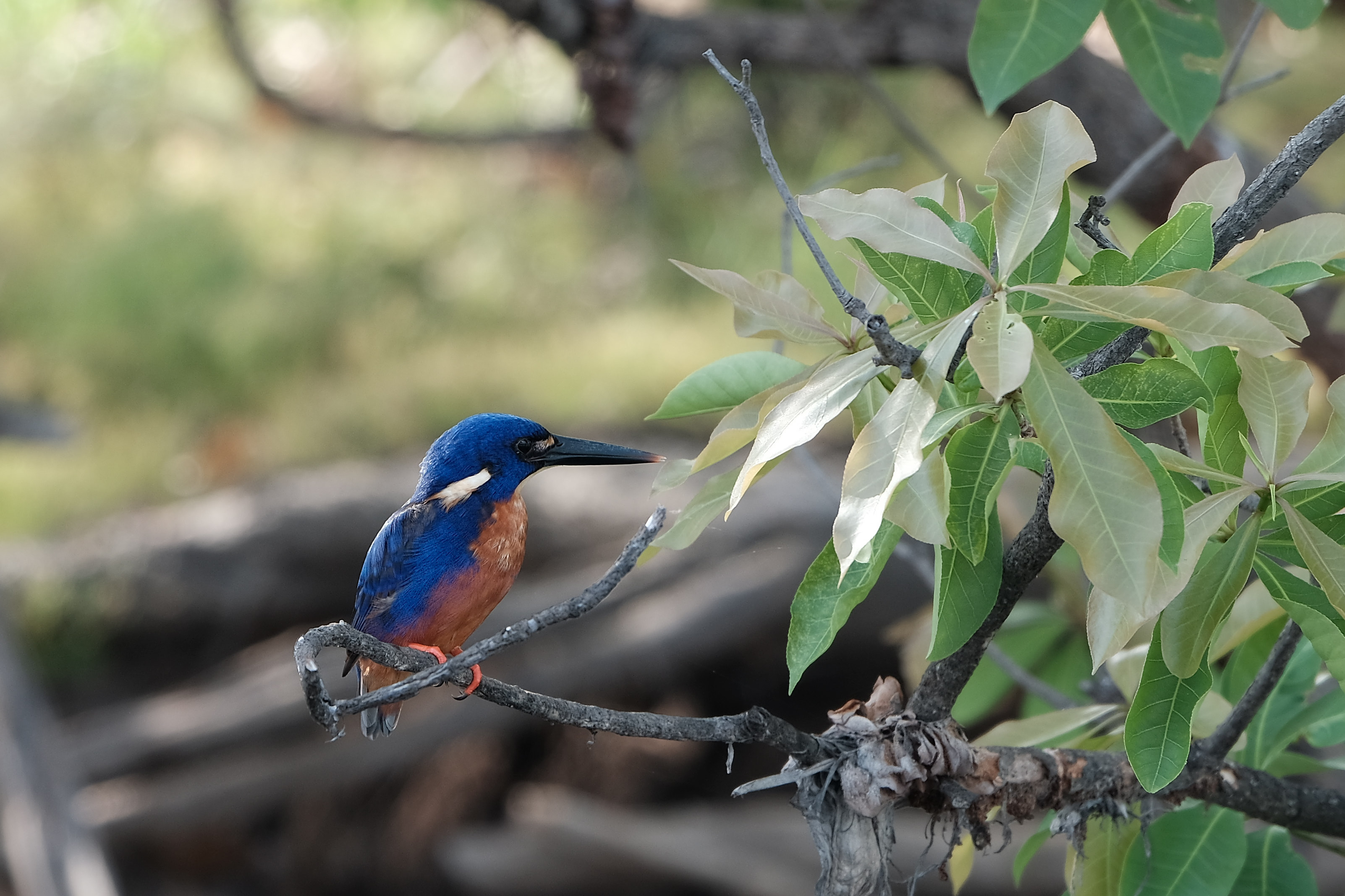 Kingfisher in Northern Territory, Australia