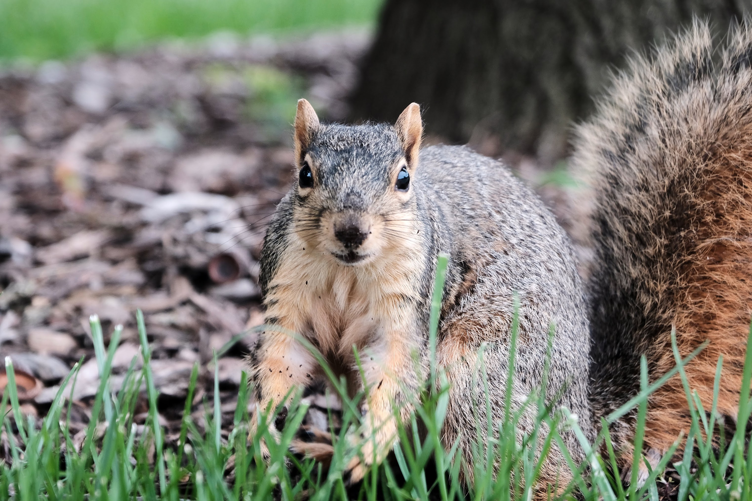 A squirrel staring into the abyss that is your soul